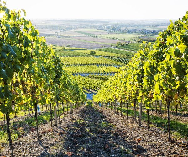 Auf den Spuren des Weines rund um die Weinparadiesscheune
