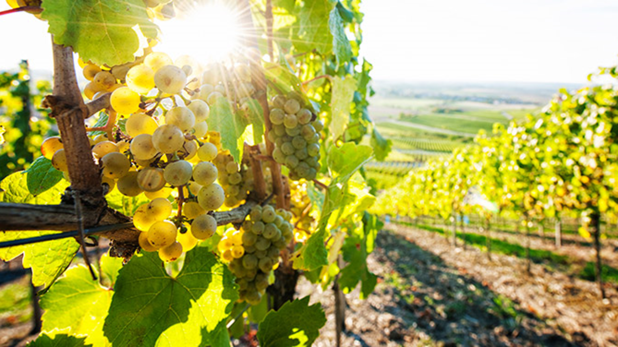 Sonne scheint durch Weinstock mit goldenen Trauben am Weinberg